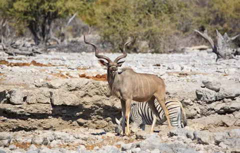 Namibia_Etosha_009.jpg