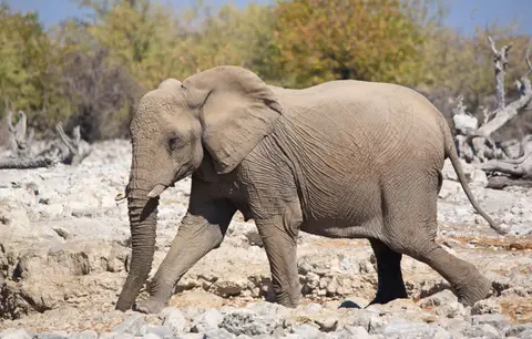 Namibia_Etosha_012.jpg