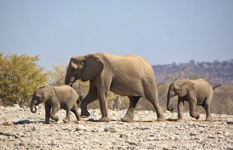 Namibia_Etosha_013.jpg