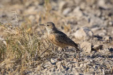 Namibia_Etosha_033.jpg