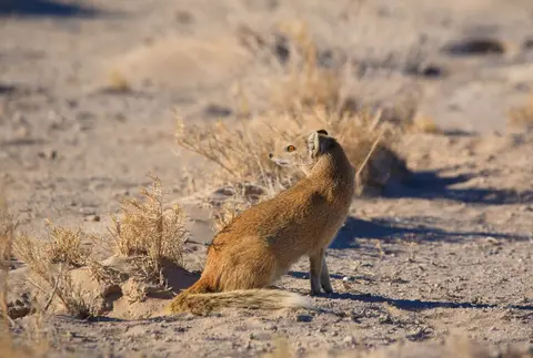 Namibia_Etosha_037.jpg