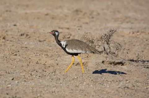 Namibia_Etosha_041.jpg