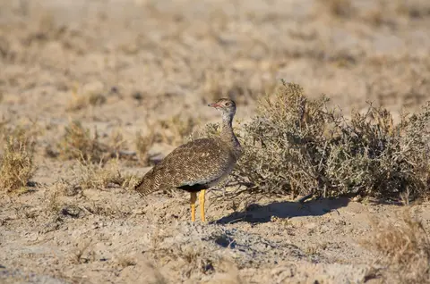 Namibia_Etosha_044.jpg