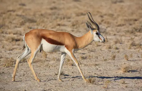 Namibia_Etosha_047.jpg