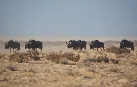 Namibia_Etosha_048.jpg