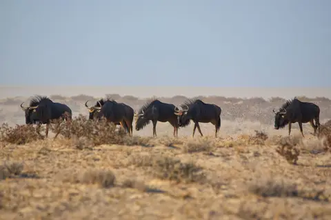 Namibia_Etosha_049.jpg