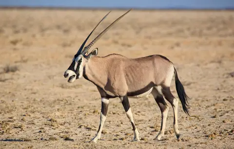 Namibia_Etosha_055.jpg