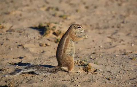 Namibia_Etosha_056.jpg
