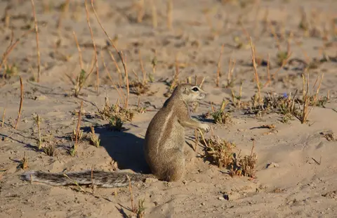 Namibia_Etosha_057.jpg
