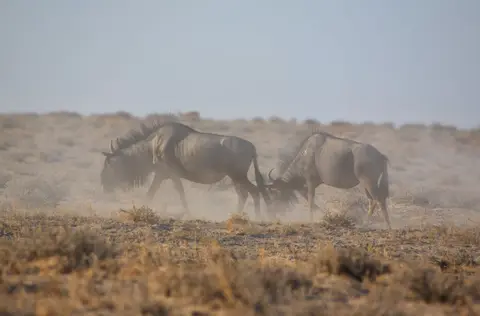 Namibia_Etosha_060.jpg
