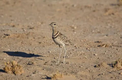 Namibia_Etosha_064.jpg