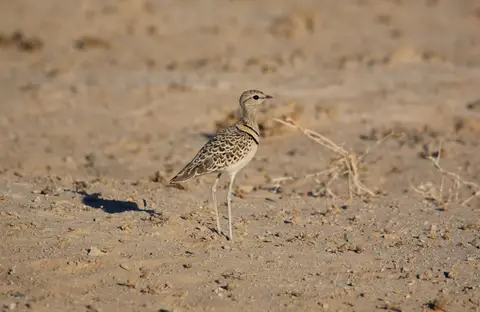 Namibia_Etosha_065.jpg