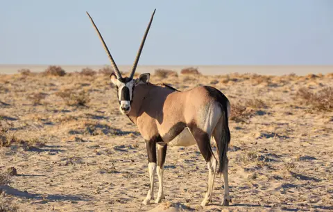 Namibia_Etosha_066.jpg