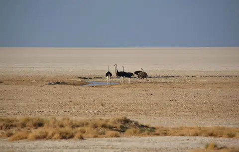 Namibia_Etosha_067.jpg