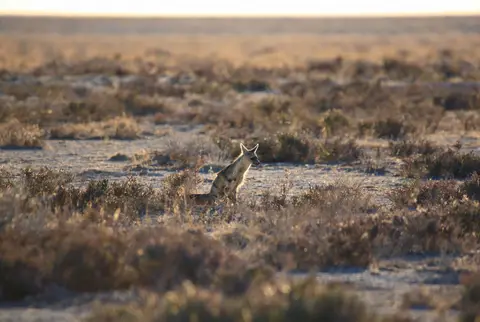 Namibia_Etosha_071.jpg