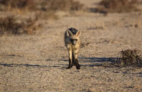 Namibia_Etosha_072.jpg