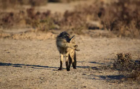 Namibia_Etosha_073.jpg