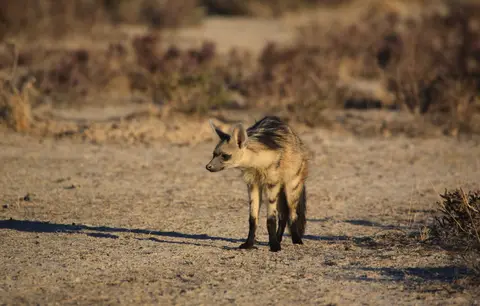 Namibia_Etosha_075.jpg