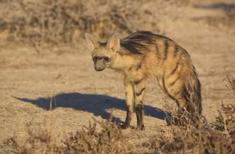Namibia_Etosha_077.jpg