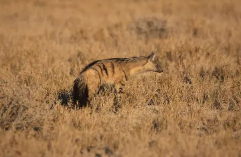 Namibia_Etosha_080.jpg