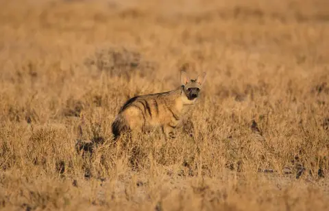 Namibia_Etosha_082.jpg