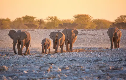 Namibia_Etosha_089.jpg