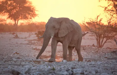 Namibia_Etosha_092.jpg