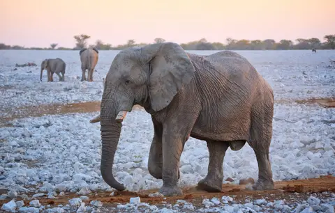 Namibia_Etosha_094.jpg