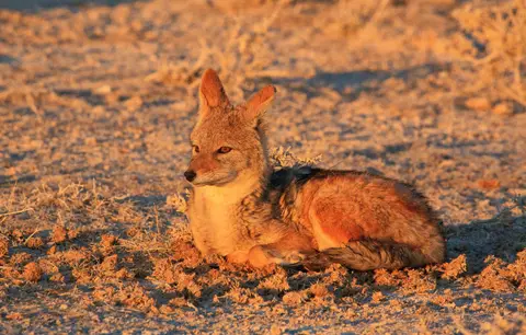 Namibia_Etosha_108.jpg