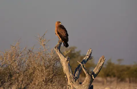 Namibia_Etosha_113.jpg