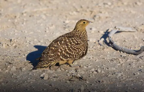 Namibia_Etosha_114.jpg