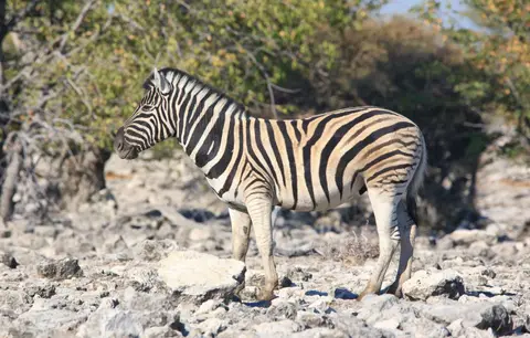 Namibia_Etosha_118.jpg
