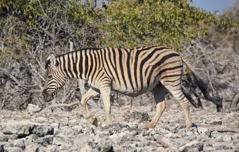 Namibia_Etosha_119.jpg