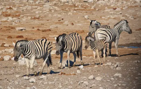 Namibia_Etosha_120.jpg