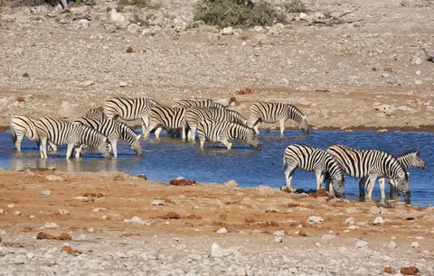 Namibia_Etosha_121.jpg