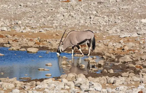 Namibia_Etosha_124.jpg