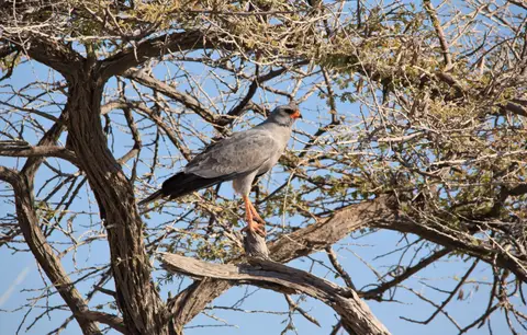 Namibia_Etosha_126.jpg