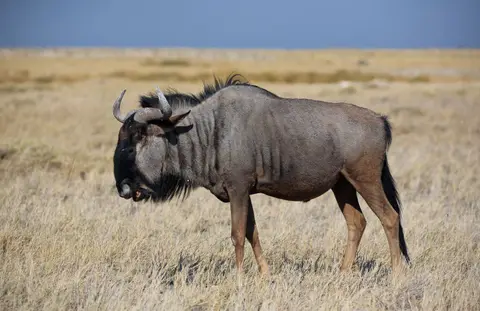 Namibia_Etosha_133.jpg