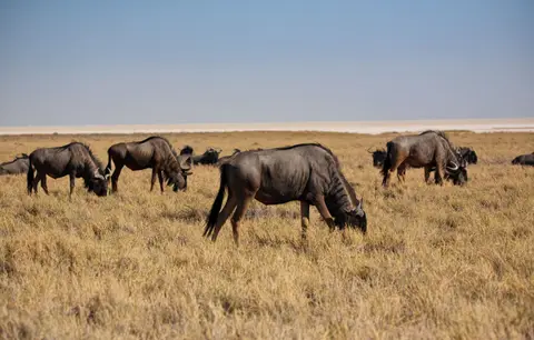 Namibia_Etosha_135.jpg