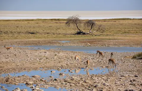 Namibia_Etosha_136.jpg