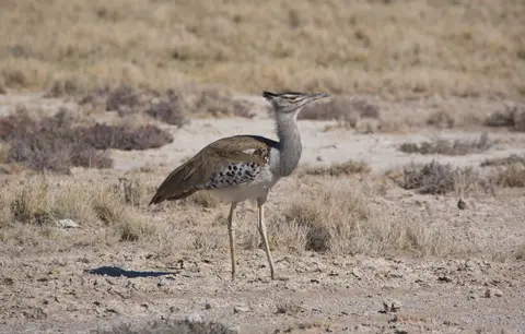 Namibia_Etosha_139.jpg