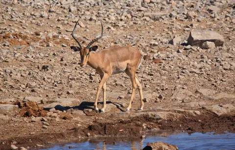 Namibia_Etosha_143.jpg
