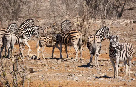 Namibia_Etosha_146.jpg