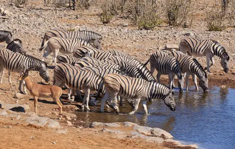 Namibia_Etosha_147.jpg