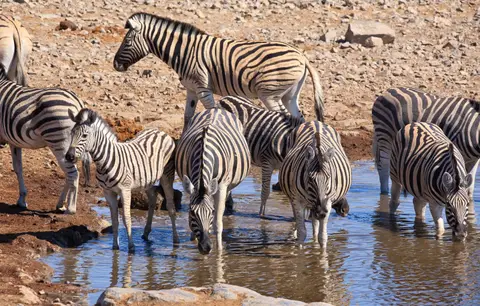 Namibia_Etosha_156.jpg