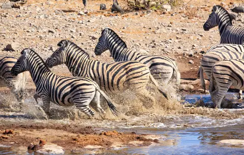 Namibia_Etosha_157.jpg