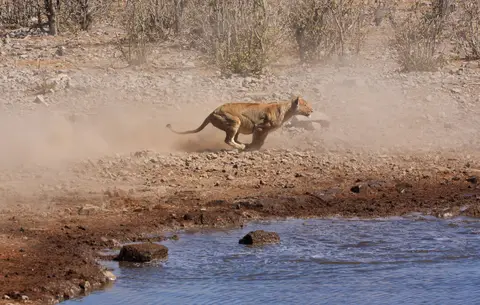 Namibia_Etosha_160.jpg