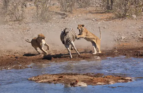 Namibia_Etosha_162.jpg