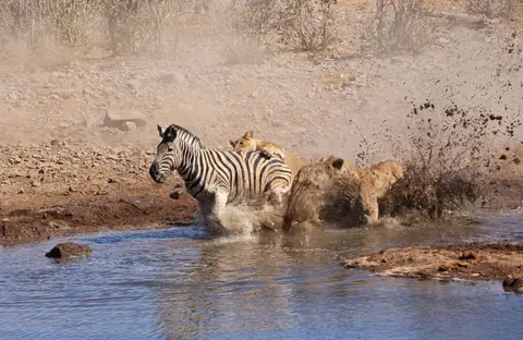 Namibia_Etosha_165.jpg