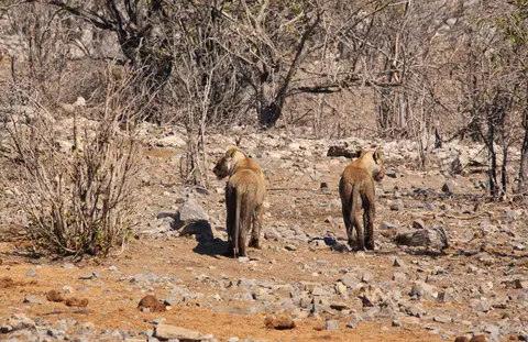 Namibia_Etosha_168.jpg